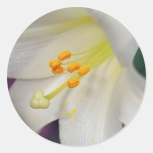 Sticker Rond Magnifique Tandis Que Lily