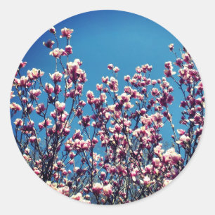 Sticker Rond Magnolia Fleurs Ciel Bleu