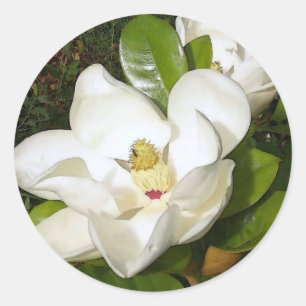 Sticker Rond Magnolia White