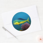 Sticker Rond Mahi-Mahi (Enveloppe)