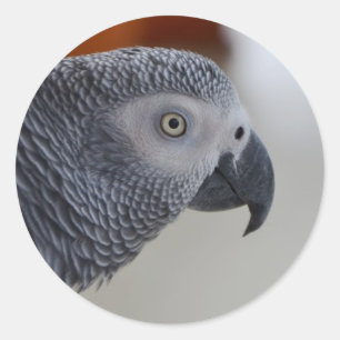 Sticker Rond Majestic African Grey Parrot