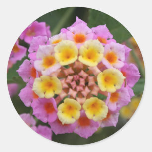 Sticker Rond Makro : Fleur Lantana rose et jaune