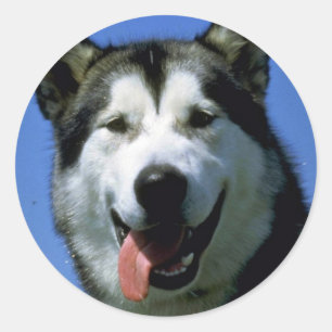 Sticker Rond Malamute d'Alaska