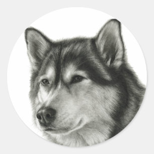 Sticker Rond Malamute d'Alaska