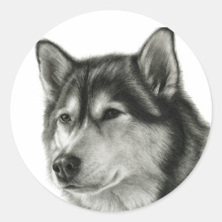 Sticker Rond Malamute d'Alaska