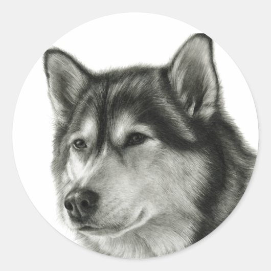 Sticker Rond Malamute d'Alaska (Devant)