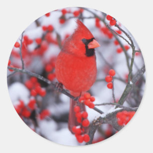 Sticker Rond Mâle cardinal du nord, hiver, IL