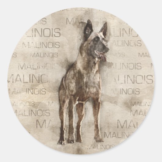 Sticker Rond Malinois belge - Mechelaar - Maligator (Devant)
