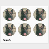 Sticker Rond Malinois - Berger belge -Mechelaar -Maligator (Feuille)