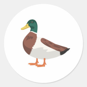 Sticker Rond Mallard Duck
