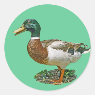 Sticker Rond Mallard Duck