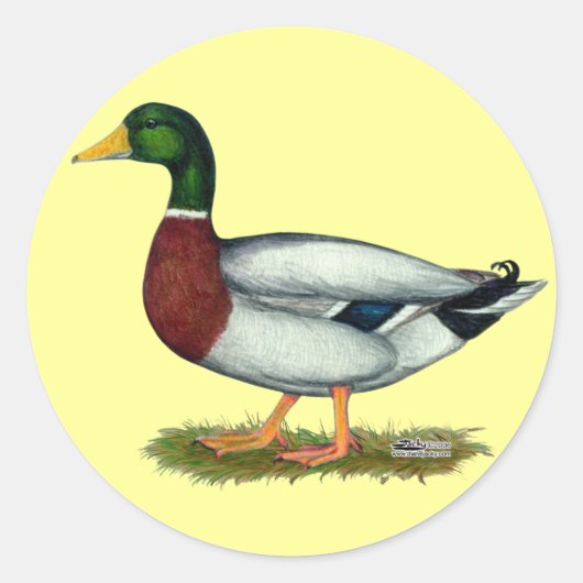 Sticker Rond Mallard Duck Drake (Devant)