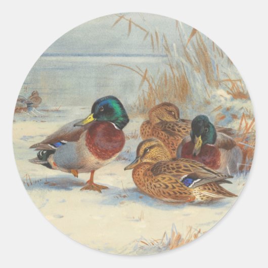 Sticker Rond Mallard et turquoise dans la neige, Oiseaux (Devant)