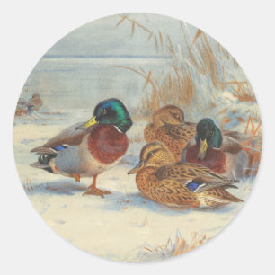 Sticker Rond Mallard et turquoise dans la neige, Oiseaux