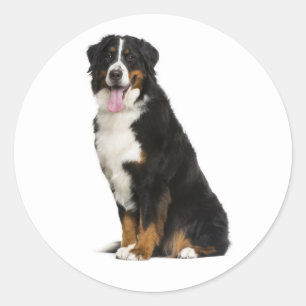 Sticker Rond Maman chiot montagne de Berne Papa chien Berner sa