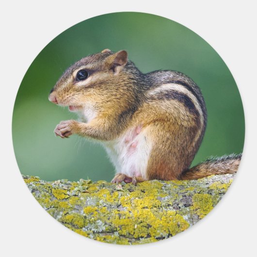 Sticker Rond Maman Tamia (Devant)