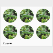 Sticker Rond Mamba vert de l'Est (Dendroaspis Angusticeps) (Feuille)