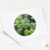 Sticker Rond Mamba verte orientale (Dendroaspis Angusticeps) (Enveloppe)