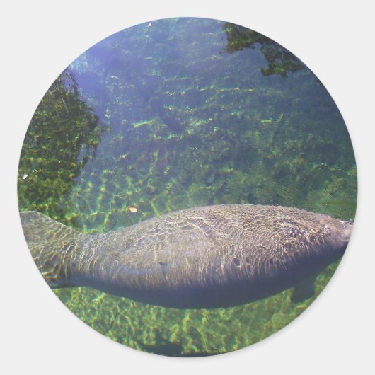 Sticker Rond Manatee (Devant)