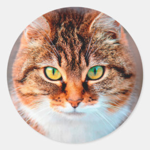 Sticker Rond Manx Chat Visage