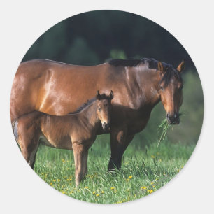 Sticker Rond Mare et Foie de Thoroughbred 1