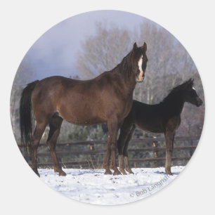 Sticker Rond Mare et poulain arabe en neige