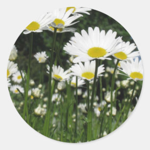 Sticker Rond marguerie