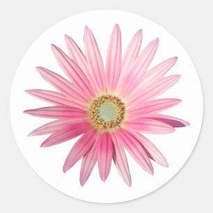 Sticker Rond Marguerite africaine rose