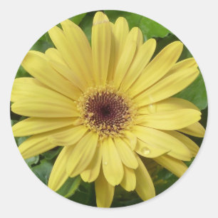 Sticker Rond Marguerite jaune