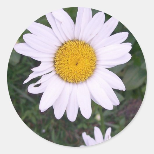 Sticker Rond Marguerites (Devant)