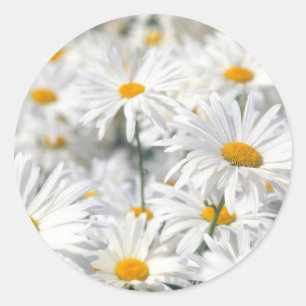 Sticker Rond Marguerites blanches