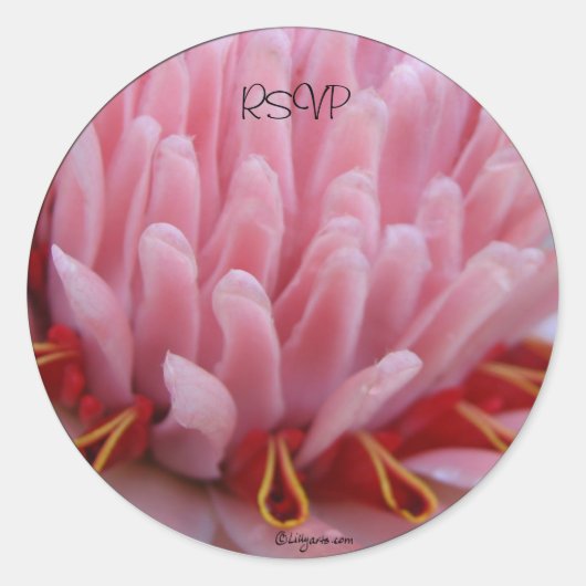 Sticker Rond Mariage Enveloppe de gingembre rose Torch Phoques (Devant)