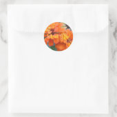 Sticker Rond Marigolds orange (Sac)