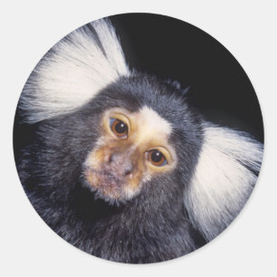 Sticker Rond Marmoset Monkey