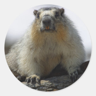 Sticker Rond Marmot gonflé par jaune