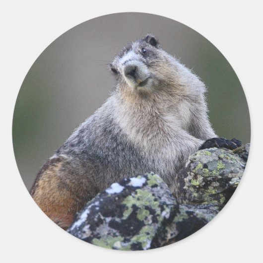 Sticker Rond marmotte (Devant)