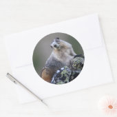 Sticker Rond marmotte (Enveloppe)