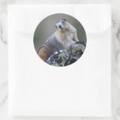 Sticker Rond marmotte (Sac)