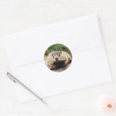 Sticker Rond Marmotte (Enveloppe)