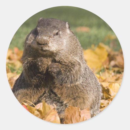 Sticker Rond Marmotte (Devant)