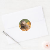 Sticker Rond Marmotte (Enveloppe)
