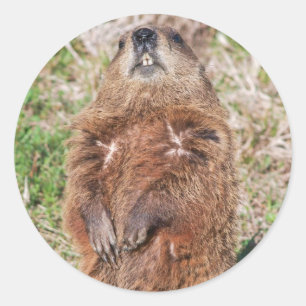 Sticker Rond Marmotte
