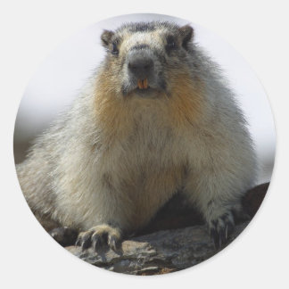 Sticker Rond Marmotte à ventre jaune