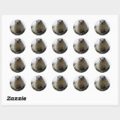 Sticker Rond Marmotte à ventre jaune (Feuille)