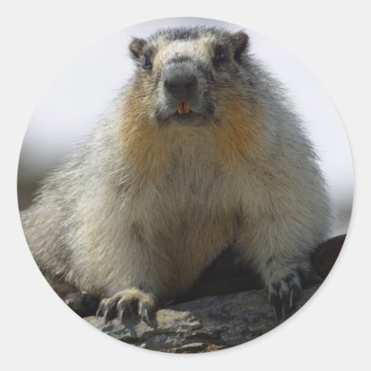 Sticker Rond Marmotte à ventre jaune (Devant)
