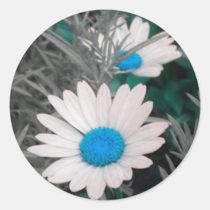 Sticker Rond Marqueurs blancs Shasta Daisies (bleu Turquoise)