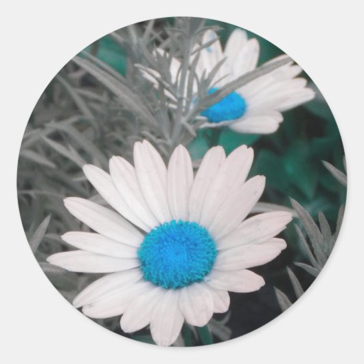 Sticker Rond Marqueurs blancs Shasta Daisies (bleu Turquoise) (Devant)