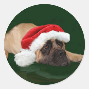 Sticker Rond Mastiff dans un chapeau de Père Noël