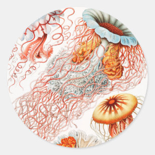 Sticker Rond Méduse, Discomedusae par Ernst Haeckel