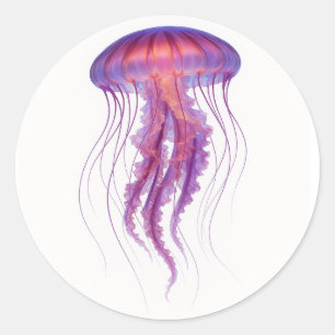 Sticker Rond Méduse pourpre